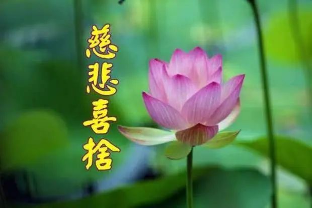 吴大姐如此行放生，你 我能做到吗？-图片2
