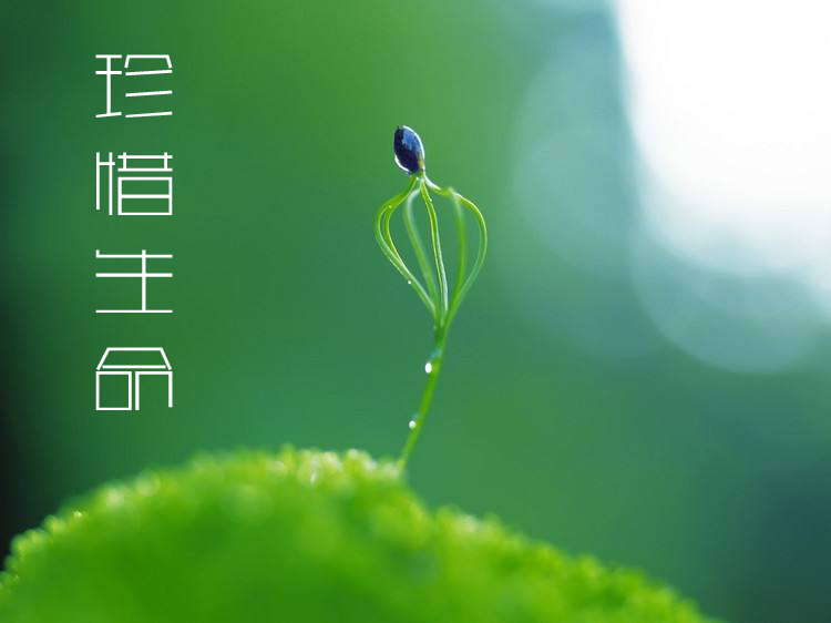 放生是为父母庆生的最佳方式