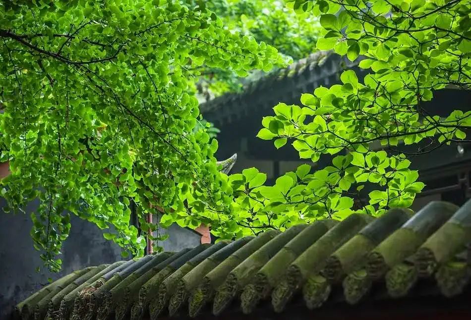 给春天一份善意:戒杀、护生、食素-图片2
