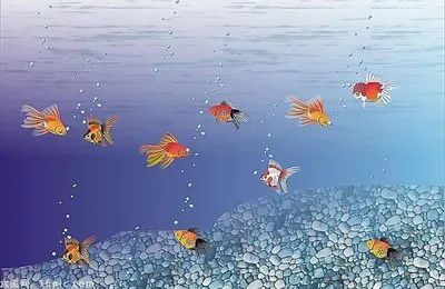 从放生中反思自己我执之严重