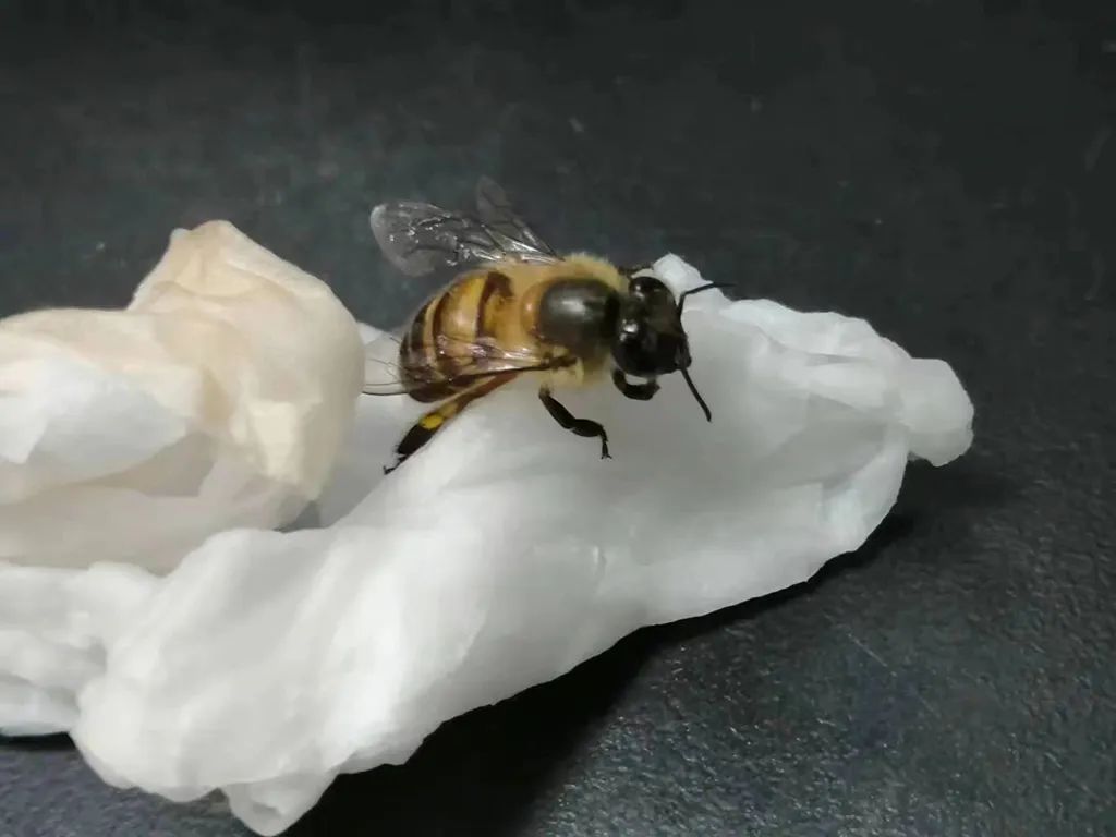 这天，我拯救了一只晕倒的小蜜蜂-图片1