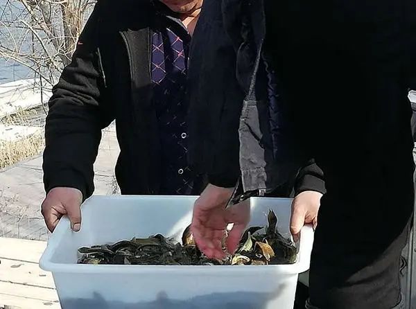 放生,善心善行就是一年中最好的“开门红”-图片2