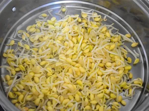 豆芽被称为“春季宝”,春天食用健脾又养肝-图片1