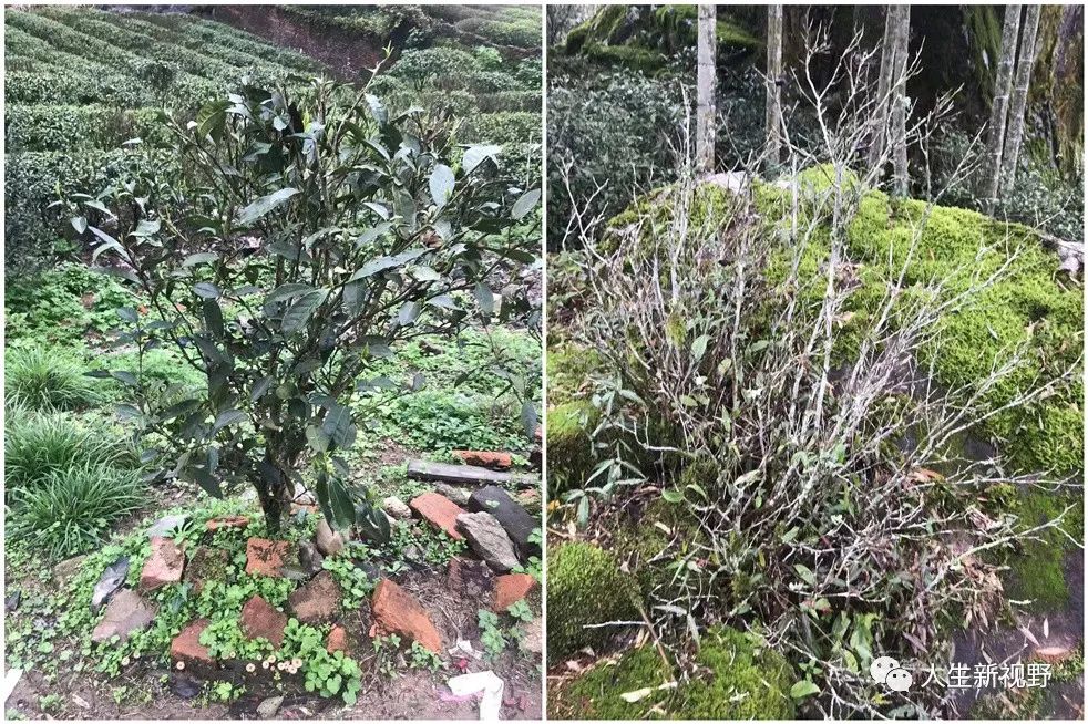 “世外桃源”寻茶记：深山有高人，3杯茶回甘至今