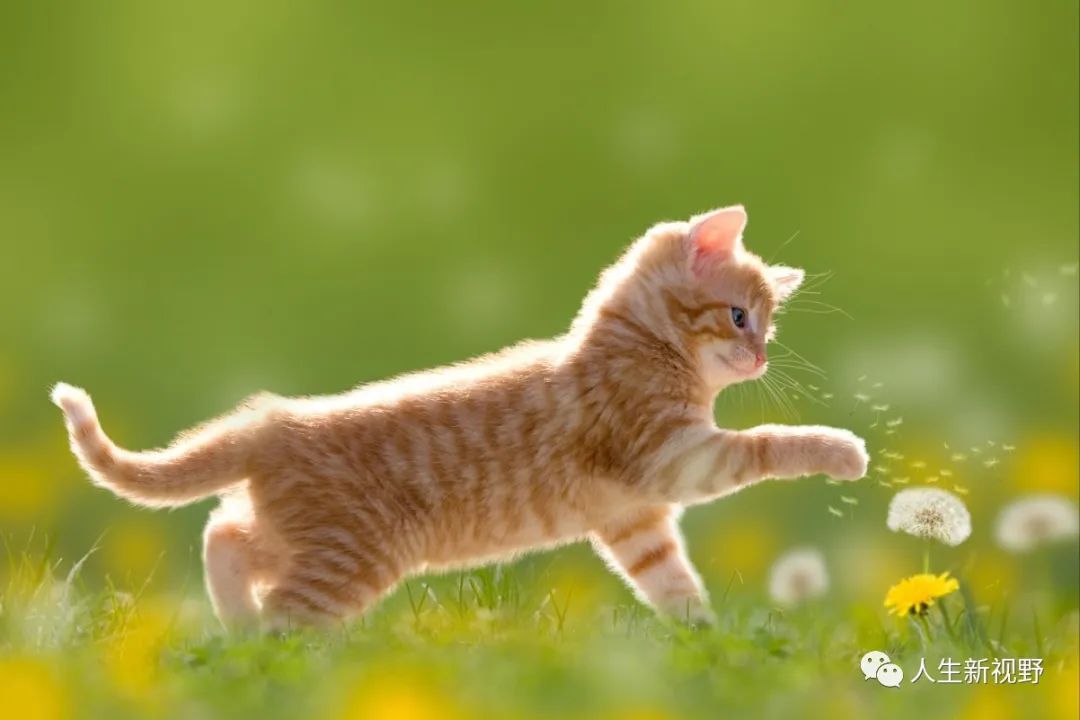 我是一只流浪猫，以前在公园里“跑龙套”