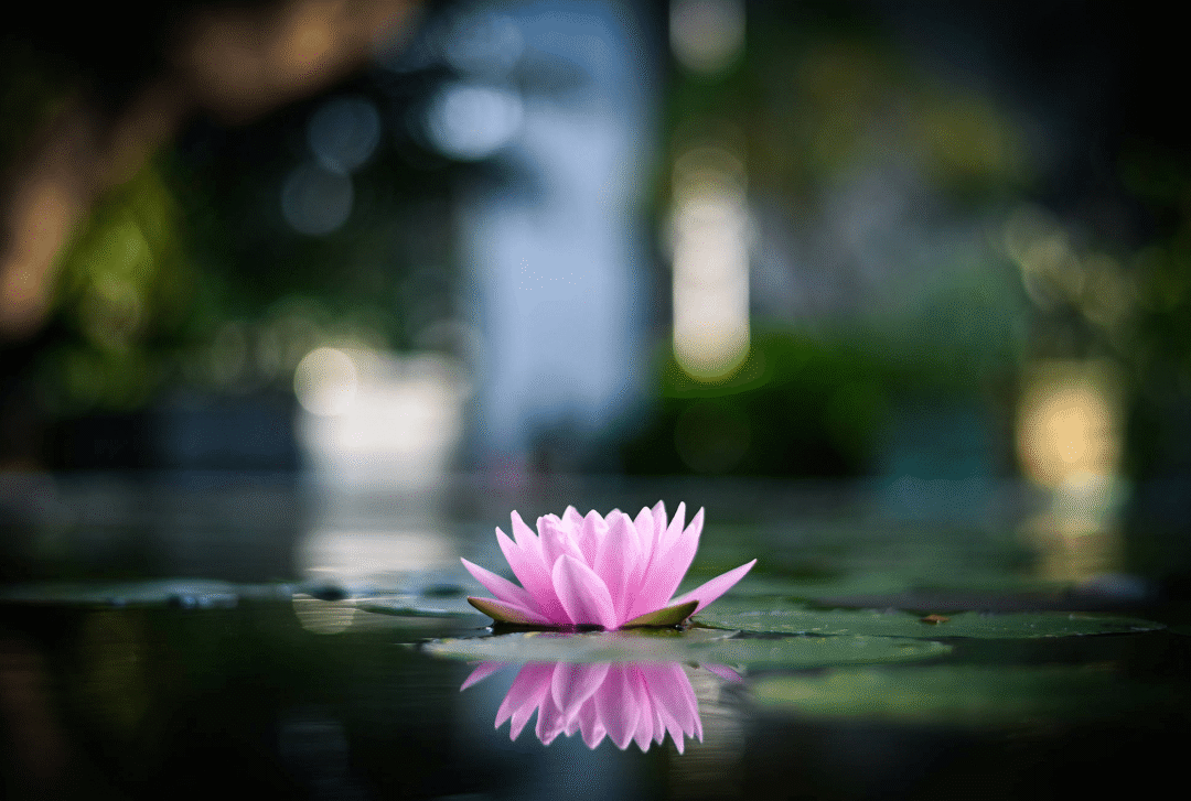 莲花在佛教表法象征着什么？